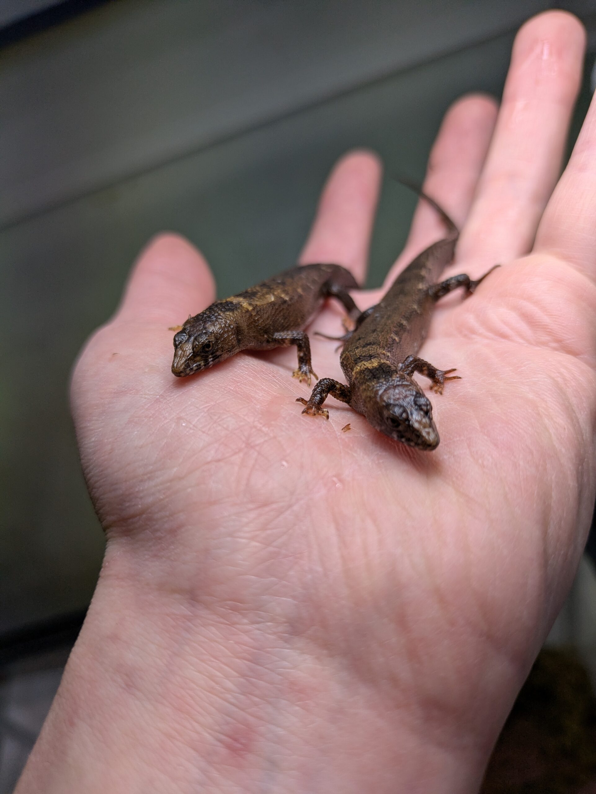 チャイニーズクロコダイルスキンク　2026年2月入荷！