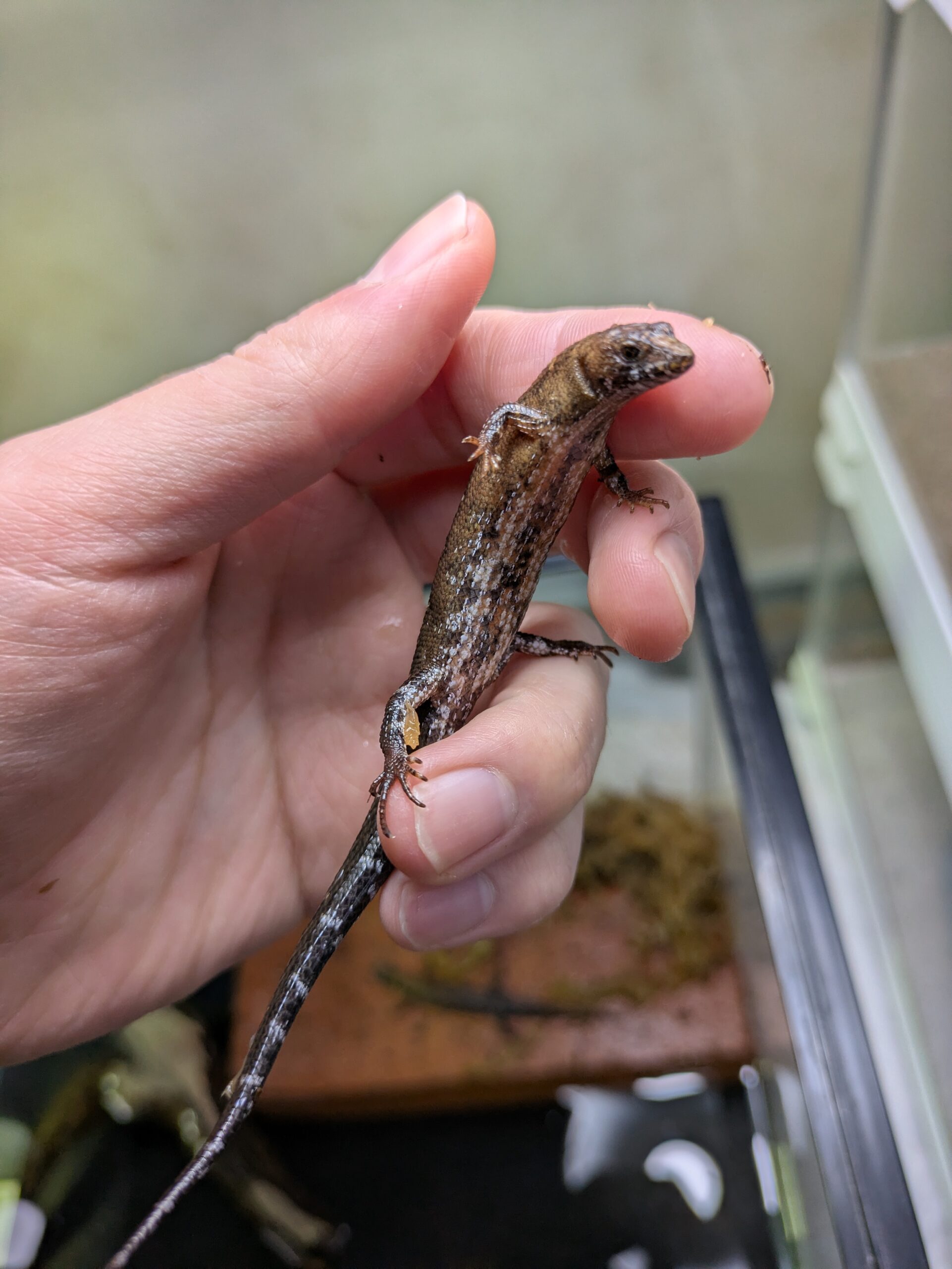 チャイニーズクロコダイルスキンク 2026年2月入荷! チャイニーズクロコダイルスキンク