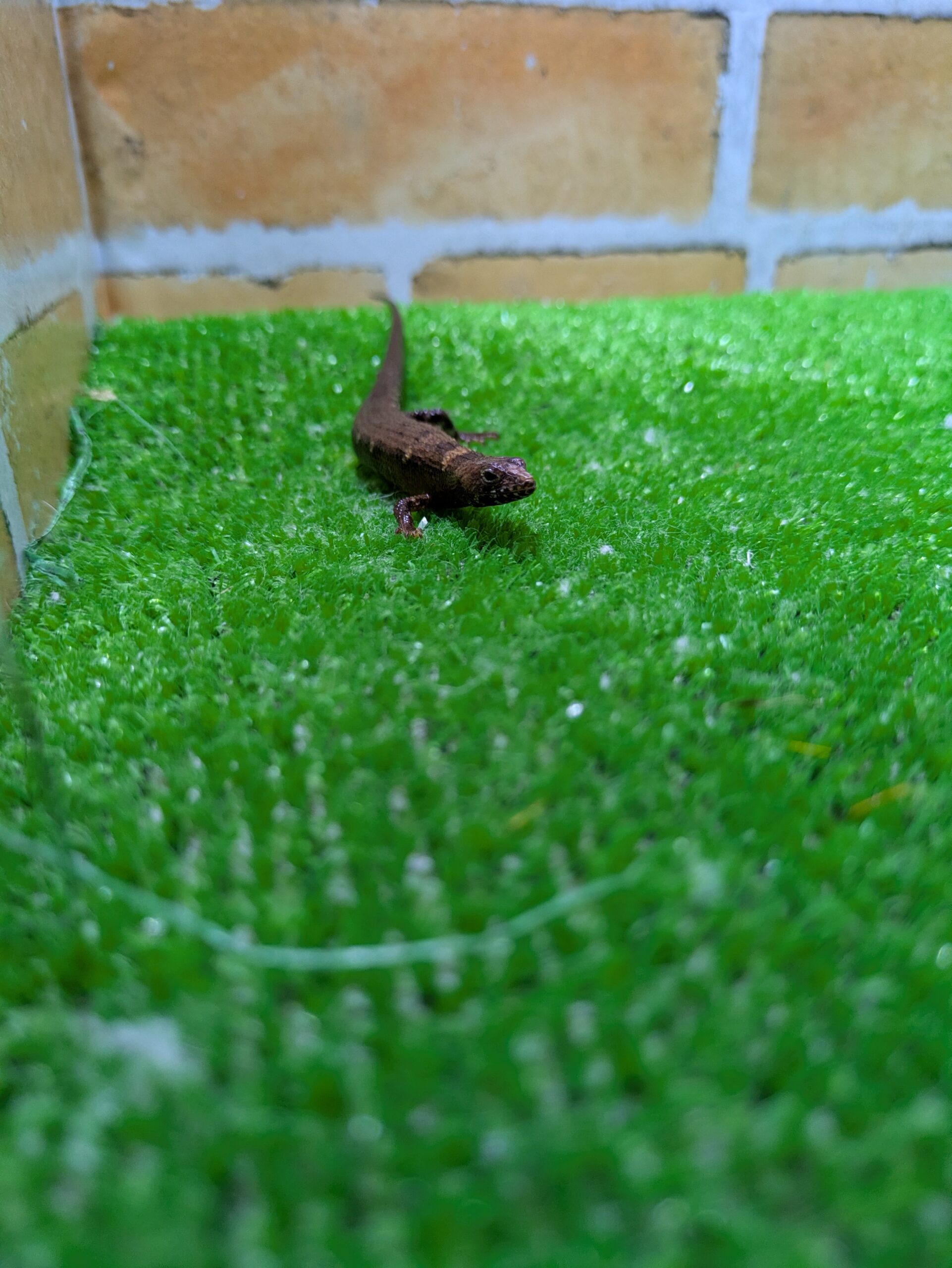 チャイニーズクロコダイルスキンク