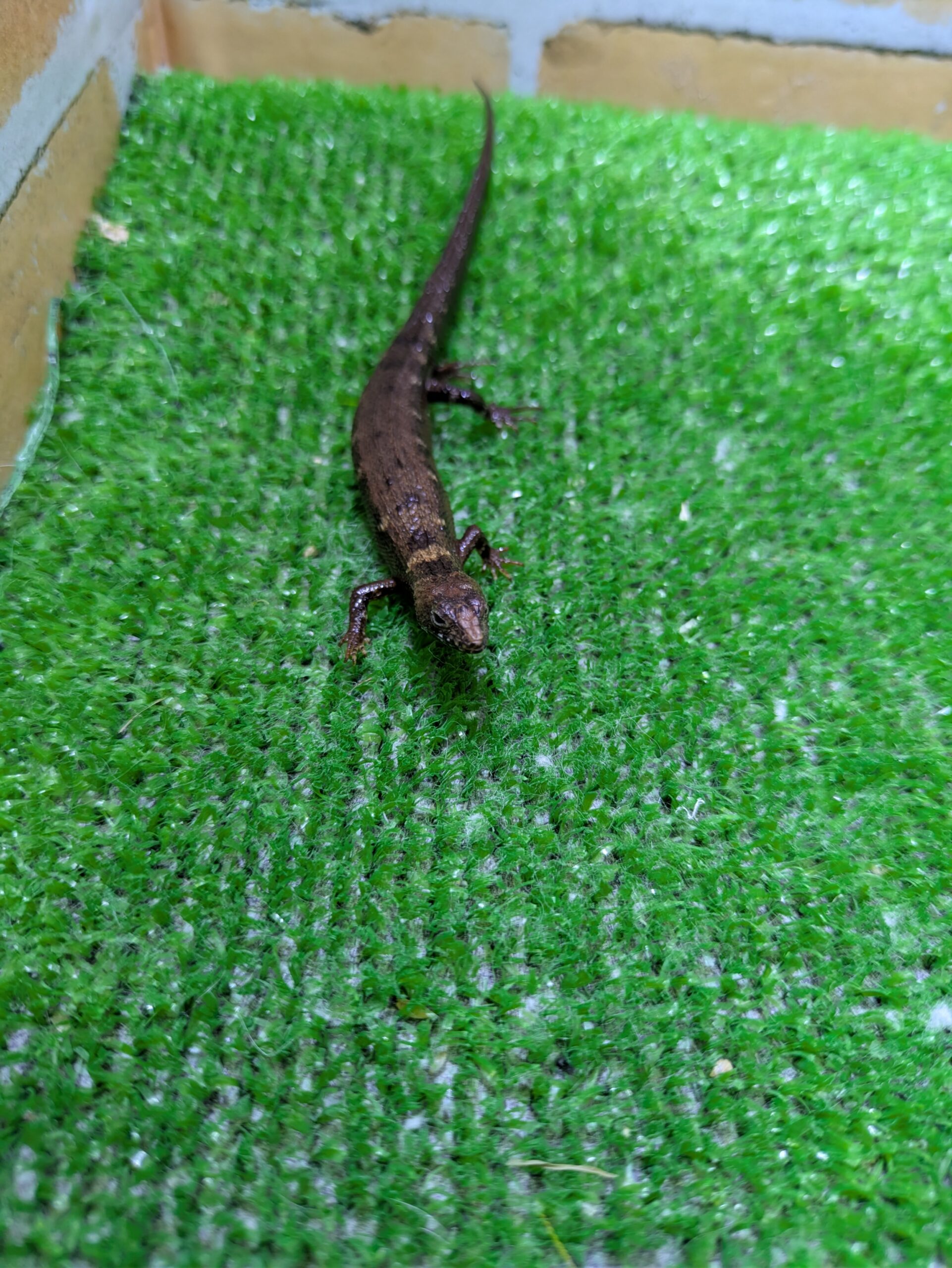 チャイニーズクロコダイルスキンク