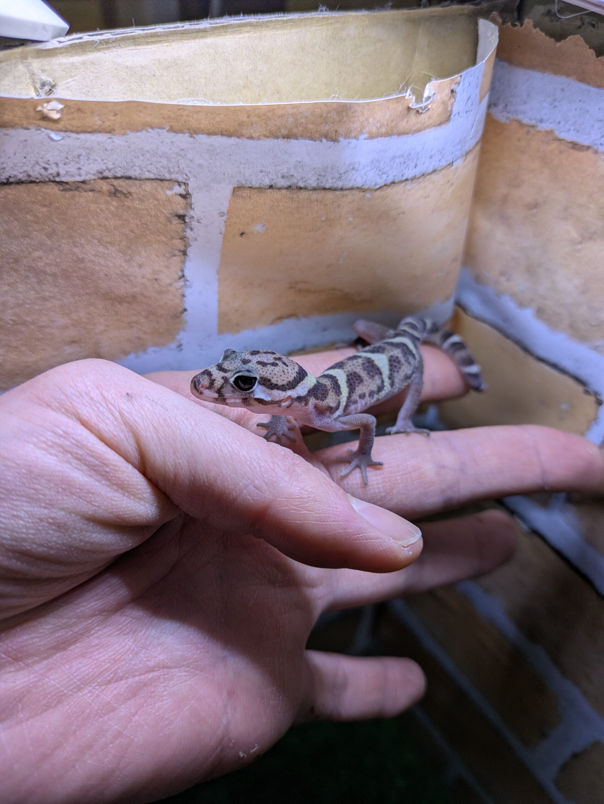 ボウシトカゲモドキ