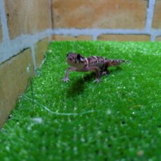 ボウシトカゲモドキ　2026年2月入荷！