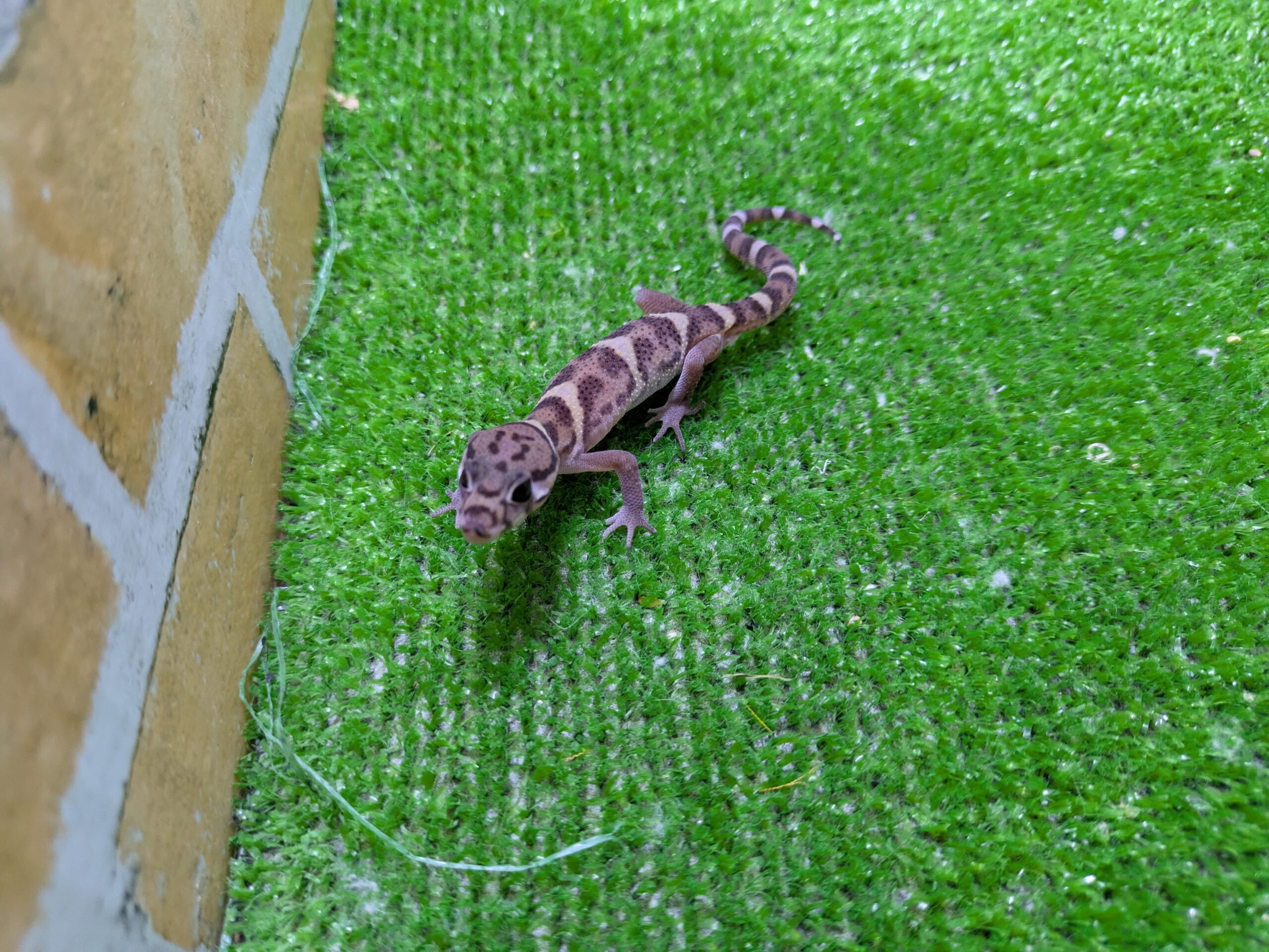 ボウシトカゲモドキ