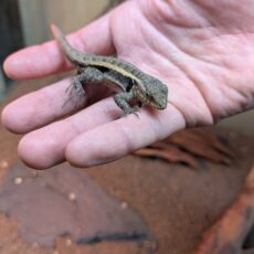 モモバラハリトカゲ　2026年2月入荷！