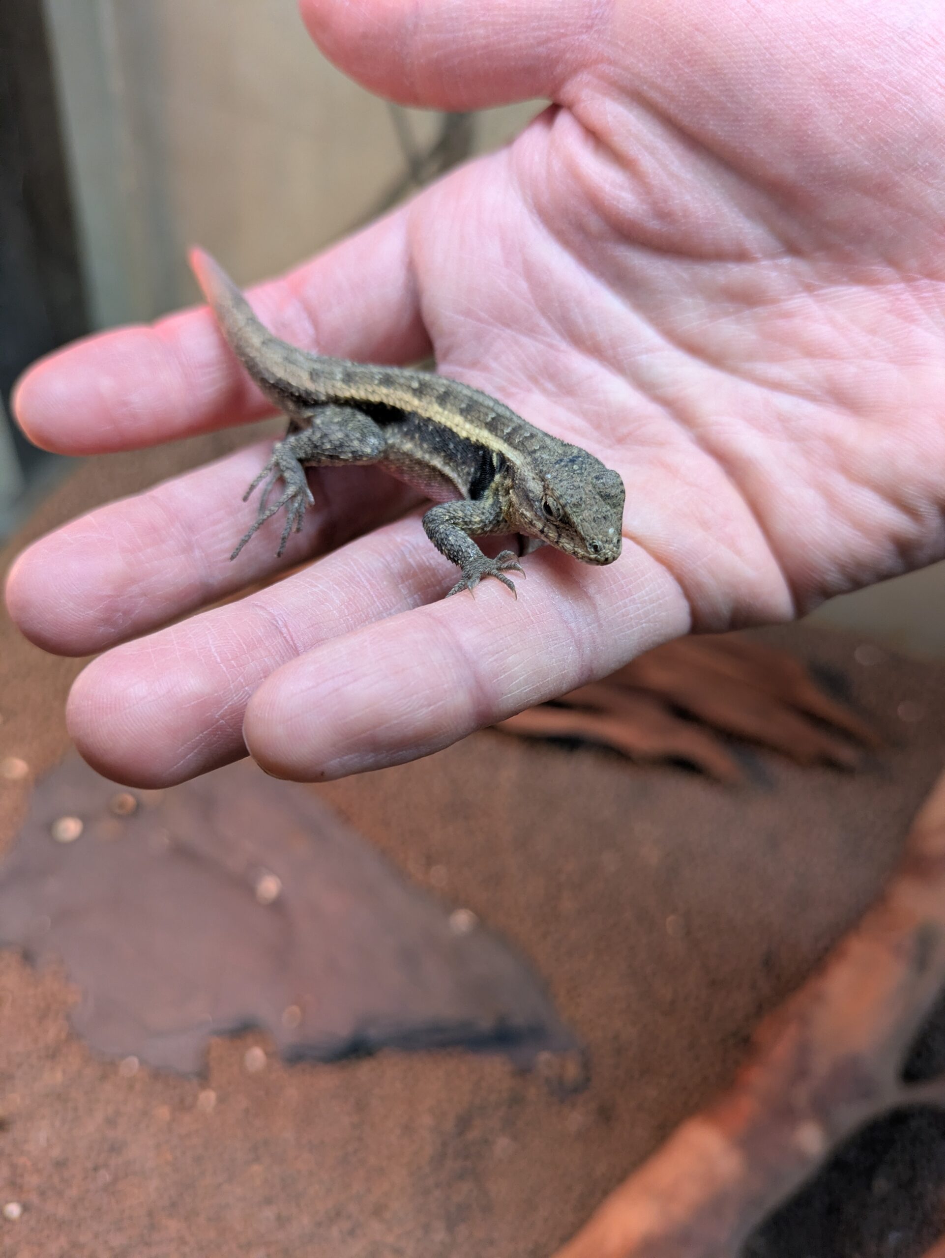 モモバラハリトカゲ　2026年2月入荷！