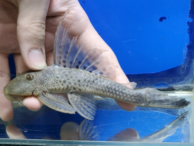 ヒポストムス sp.