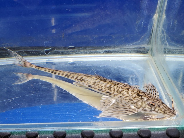 ラディノロリカリア　マクロミスタックス　コロンビア　2026年1月入荷！