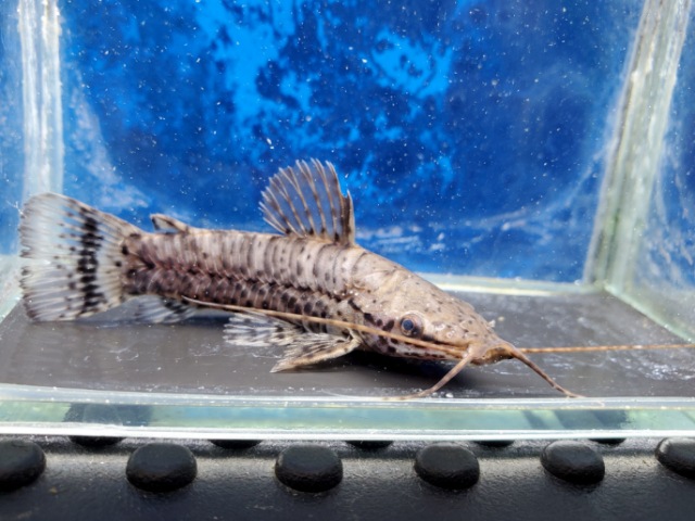 バンデッドホプロ