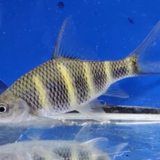 中国クラウンバルブ　セミショート　2026年2月入荷！