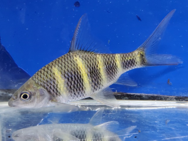 中国クラウンバルブ　セミショート　2026年2月入荷！