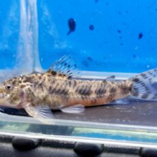 アスピドラス sp. ブラックライン　EUブリード　2025年入荷！