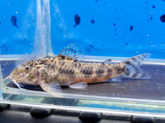 アスピドラス sp. ブラックライン　EUブリード　2025年入荷！