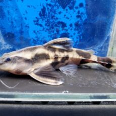 メガロドラス　2026年2月入荷！