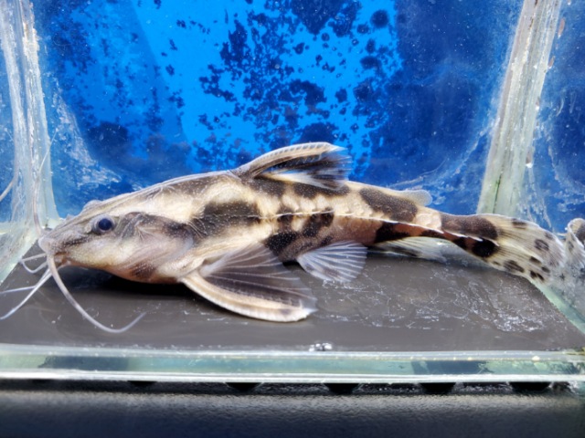 メガロドラス　2026年2月入荷！