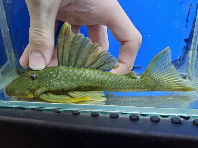 ゴールデンブルーフィンペコルティア