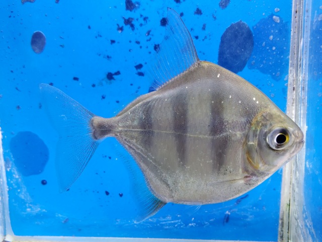 タイガーメチニス