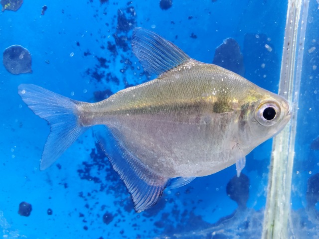 レッドフィンディスクテトラ