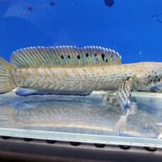 チャンナ　オルナティピンニス　2026年2月入荷！