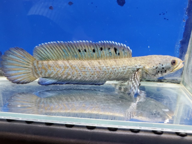 チャンナ　オルナティピンニス　2026年2月入荷！