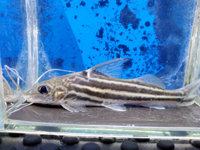 フォーラインピメロディア