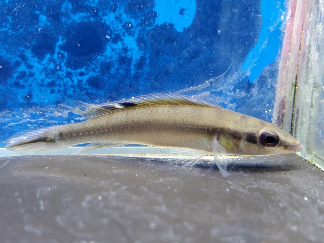 クレニキクラ　レガニ