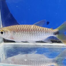 ブリキヌス　マクロレピドータス　2025年入荷！