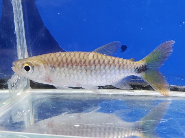 ブリキヌス　マクロレピドータス　2025年入荷！