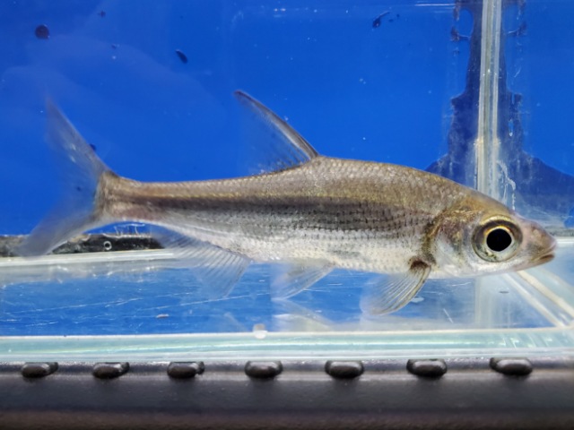 シニブラマ　タエニアータス