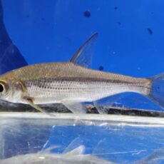 シニブラマ　タエニアータス　中国　2026年2月入荷！