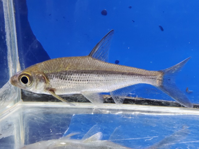 シニブラマ　タエニアータス　中国　2026年2月入荷！