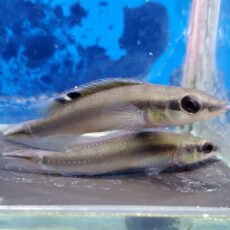 クレニキクラ　レガニ　トカンチンス　2026年1月入荷！