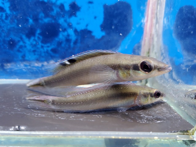 クレニキクラ　レガニ　トカンチンス　2026年1月入荷！