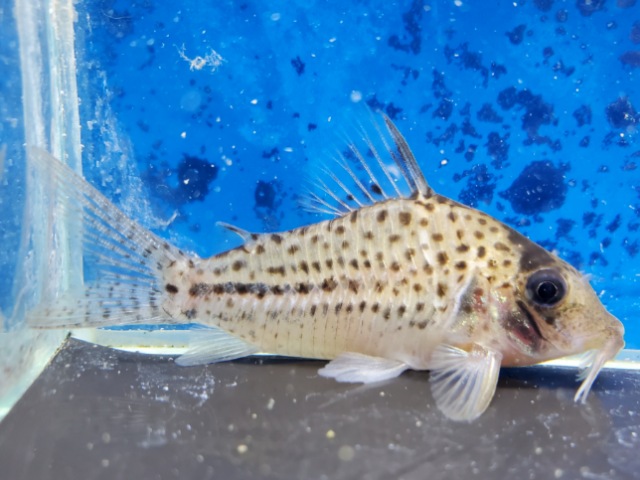 コリドラス　オルフノプテルス