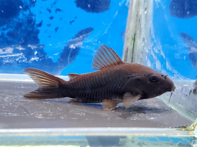 コリドラス　ベネズエラブラック