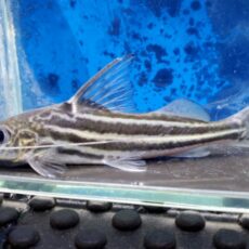 フォーラインピメロディア　リオイタ　片胸ビレ欠け　2026年2月入荷！