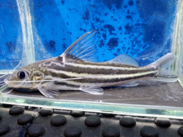 フォーラインピメロディア　リオイタ　片胸ビレ欠け　2026年2月入荷！