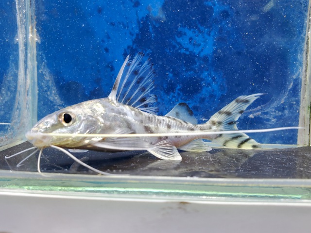 ピクタス　2026年1月入荷！