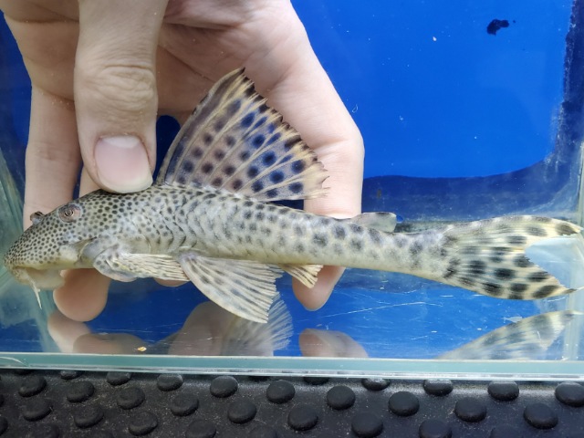 オレンジフィンスポットペコルティア