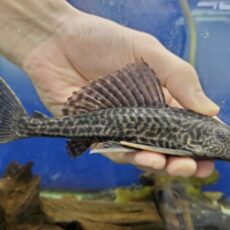 トリニダードプレコ　2026年2月入荷！