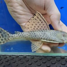 オレンジフィンスポットペコルティア　リオカショーホ　2026年2月入荷！