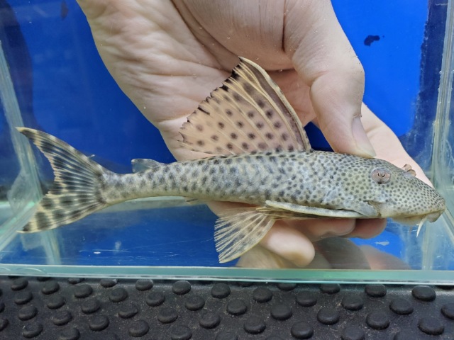 オレンジフィンスポットペコルティア　リオカショーホ　2026年2月入荷！