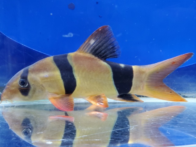 クラウンローチ