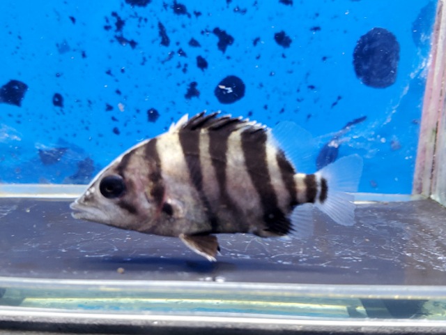 ダトニオ　プラスワン