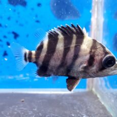 ダトニオ　プラスワン　2026年1月入荷！