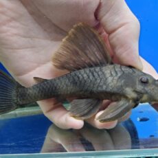 オレンジフィンタイガープレコ　2024年入荷！