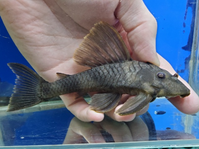 オレンジフィンタイガープレコ　2024年入荷！