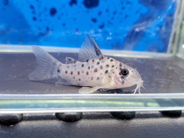 コリドラス　レナ