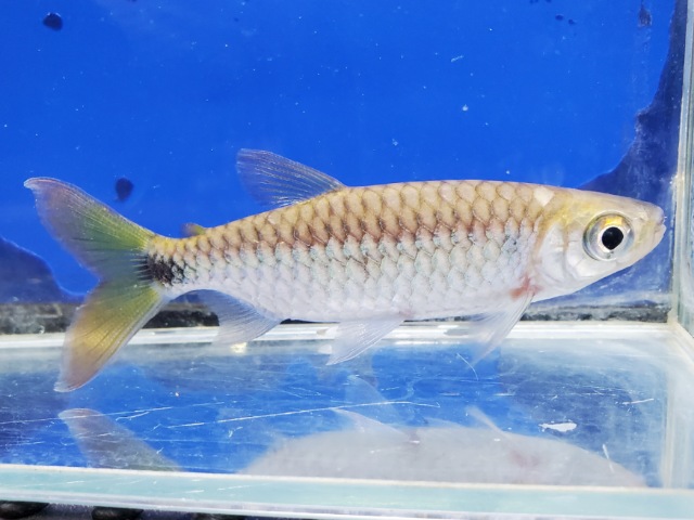 ブリキヌス　マクロレピドータス