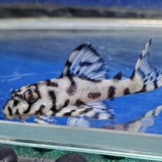 ヒパンキストルス sp.  L-236　2　2026年2月入荷！