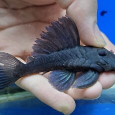 ブルーフィンパナクエ　2026年2月入荷！